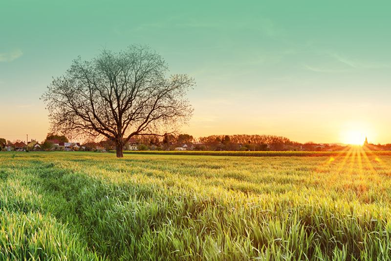 farming field with tree in at sunset